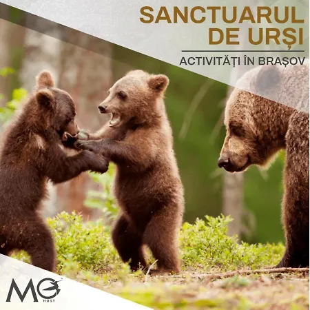 Mohost D'or - Premium Mountain View * Brasov